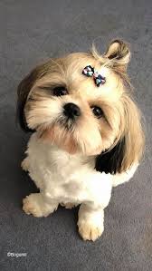There are certain dog lovers who want to possess a dog to raise for championship purposes, while some just want it for companionship. Cost Of A Shih Tzu Puppy Shih Tzu Buzz