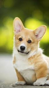 Also, here's a collection of 4k dog wallpapers. Welsh Corgi Cute Dog 640x1136 Iphone 5 5s 5c Se Wallpaper Background Picture Image