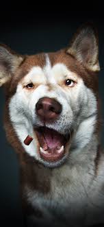 Check spelling or type a new query. Download These Adorable Christian Vieler Dog Wallpapers For Your Iphone Applemagazine