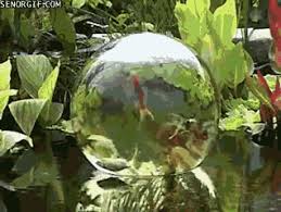 Fish In Living In A Bubble Wasserspiel Garten Wassergarten Gartenteich