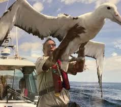 The Majestic Albatross: Master of the Skies | Petlife