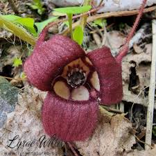 Image result for Aristolochiaceae