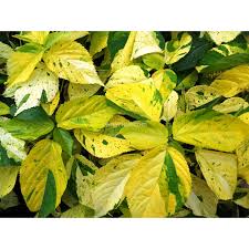 Image result for Acalypha welwitschiana