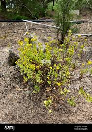 Image result for Cineraria saxifraga