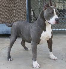 Blue Nose Pitbulls Water Sky Pitbull Terrier American Pitbull Terrier Pitbull Dog