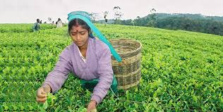 Why Pure Ceylon Tea is the Best in the World? - EDB Sri Lanka