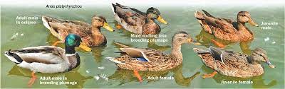 Mallard Plumage The Washington Post