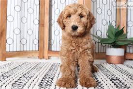 In 2010 my parents, lonnie and cari joined us in breeding doodles. Goldendoodle Puppy For Sale Near Ft Myers Sw Florida Florida Dd17062c 5301