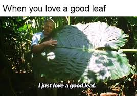 Goodleaf Jpg Meme Pictures Memes Hilarious