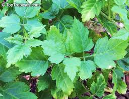 Image result for Cardiospermum corindum