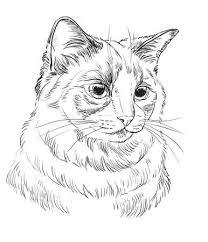 Find great offers online now! Vector Hand Drawing Portrait Of Ragdoll Cat In Black Color Monochrome Royalty Free Cliparts Vectors And Stock Illustration Image 137695969