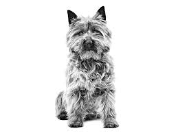 Image result for cairn teriér