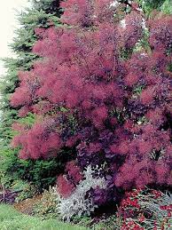 Royal Purple Smoke Bush Sad Landshaftnyj Dizajn Dizajn