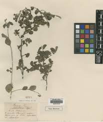 Image result for Malvaceae subfamily Grewioideae