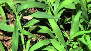 There are eight species of plants that form submerged aquatic vegetation habitat in north carolina including both native and introduced species. Identifying Grassy Weeds Goosegrass And Crabgrass Youtube