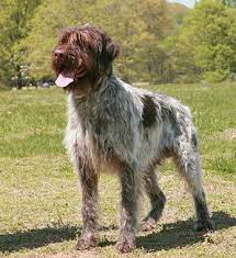 Wirehaired Pointing Griffon Dog Breed Information Griffon Dog German Shorthaired Pointer Wirehaired Pointing Griffon