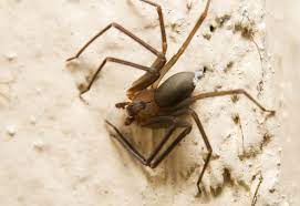 Google has declared war on the independent media and has begun blocking emails from naturalnews from getting to our readers. Woman Dies After Bite From Rare Brown Recluse Spider In Michigan Cbs Detroit