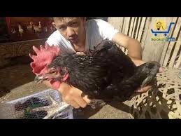 Ayam Kedu Barokah Farm Diboyong Ke Yogyakarta 082135523532 Youtube Farm Yogyakarta Animals
