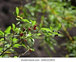 Image result for Grewia arborea