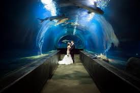 Shark Tunnel Wedding Oklahoma Aquarium Professional Wedding Photography Aquarium Wedding Wedding Photography And Videography