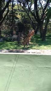 Video pertarungan singa vs burung elang : Buruk Elang Koleksi Kebun Binatang Surabaya Picture Of Surabaya S Zoo Surabaya Tripadvisor