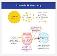 Was Bedeuten Erhohte Triglyceride