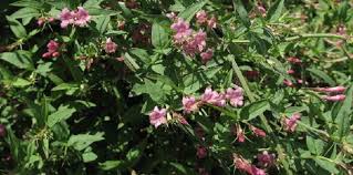Image result for Jasminum beesianum