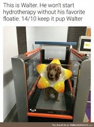 What A Star Funsubstance Funny Dog Memes Funny Animal Photos Unbelievable Funny Pictures