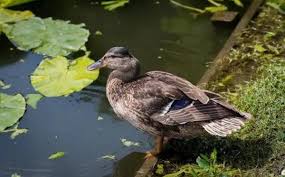 Why Do Ducks Bob Their Heads? Duck Head Bobbing Explained