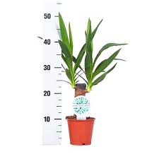 Yucca Bitkisi Tohumu Yuka Benzeri Bitkiler Yuka Bitkisi Fiyati Yuka Bitkisi Yapraklari Neden Sararir Yuka Bitkisi Yuka Ci Bitki Palmiye Agaclari Ev Bitkisi