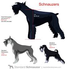 Unique Miniature Schnauzer Size Chart Standard Schnauzer