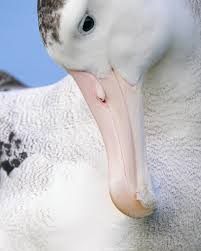 Image result for Oedina