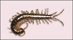 We did not find results for: Insects Spiders Centipedes Millipedes Everglades National Park U S National Park Service