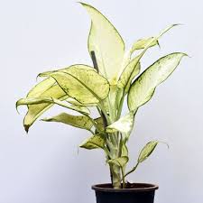 Buy Dieffenbachia Tropic Marianne Plant Online At Nurserylive Best Plants At Lowest Price Plants Online Cool Plants Plants