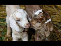 Clasificadosonline.com, sobre 1 billon de paginas vistas al año! Cabra Y Oveja Enana Hogarmania Youtube