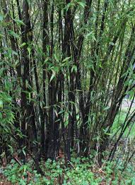 Black Bamboo Plants For Sale Ireland Pin On Gardening Landscaping