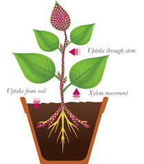 Plant Growth Regulators Everything You Need To Know Syngenta