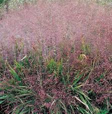 Image result for Eragrostis patens