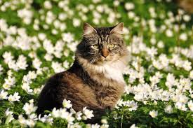 What's safe for cats may not necessarily be safe for other animals and vice versa. Let S Talk Non Toxic Plants For Cats What Plants Can Your Cat Eat Catster