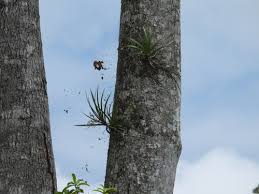 Image result for Rangaeris muscicola