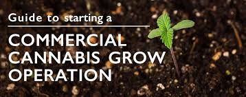 Guide To Starting A Commercial Cannabis Grow Operation