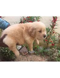 It's size can vary greatly depending upon size poodle that the golden retriever was mated with. Golden Retriever Puppies For Sale Gender Female