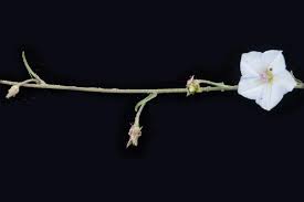 Image result for Convolvulus aschersonii