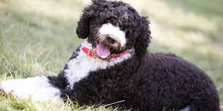 However, the sellers ask buyers for money up front before agreeing to deliver a puppy to a new home. Water Dog Breeds Uk Pets