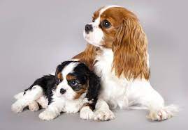 It has a silky, smooth coat and commonly a smooth undocked tail. Cavalier King Charles Spaniel Price In India Appearance And Temperament