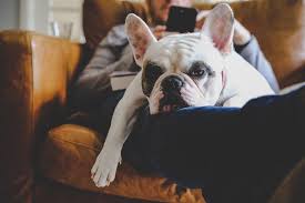 Pneumonia is a condition that affects the respiratory system, including the lungs and airways and interferes with your dog's ability to breathe normally. Dog Pneumonia Know The Causes Signs And Treatment