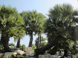 Image result for Borassus