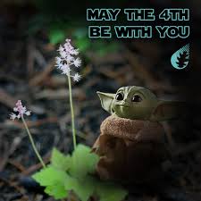 Baby yoda memes just ascended to a whole new level. Red Oak Rain Garden On Twitter What S Better Than Baby Plants Baby Plants With Baby Yoda May The Fourth Be With You And Happy Starwarsday Ps The Baby Plant Is My