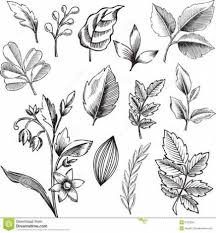 Plants Drawing Black And White Flower 38 Best Ideas Botanical Illustration Black And White Black And White Artist Black And White Leaves