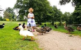 Il Est Interdit De Nourrir Les Animaux Dans Les Parcs Communaux Voici Pourquoi